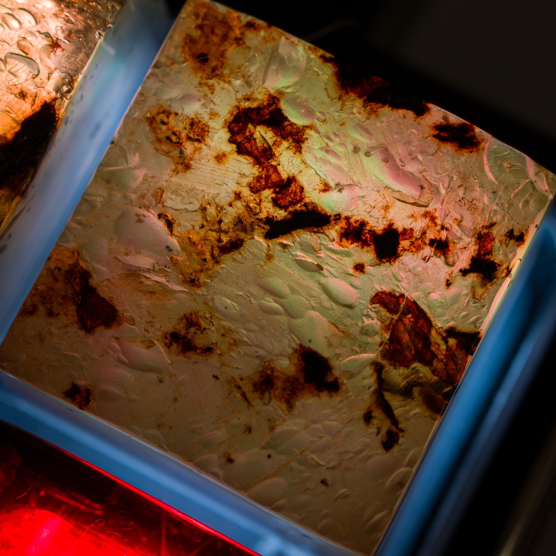 Amber #3 (Mother of Pearl Inlay) image 1