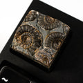 Ammonite #1