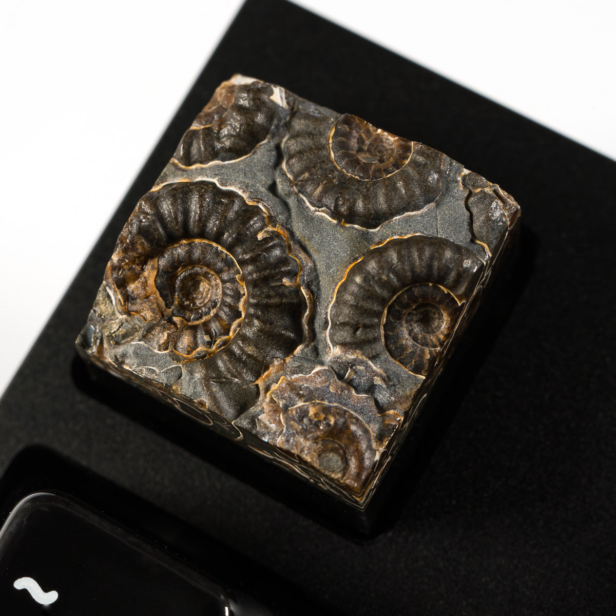 Ammonite #1