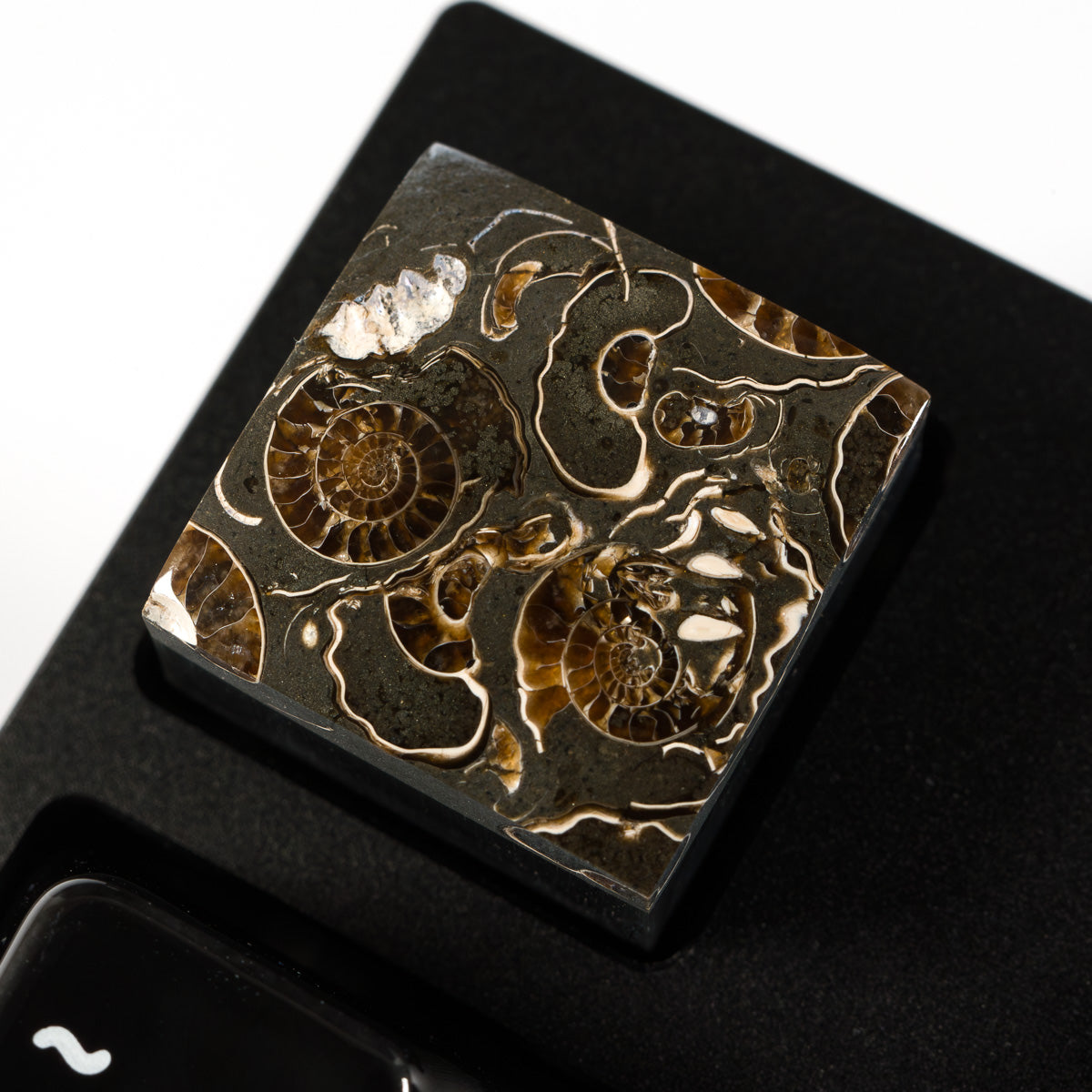 Ammonite #10