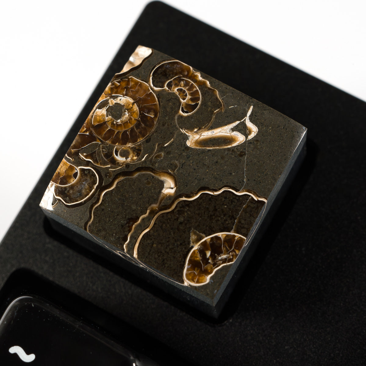 Ammonite #11