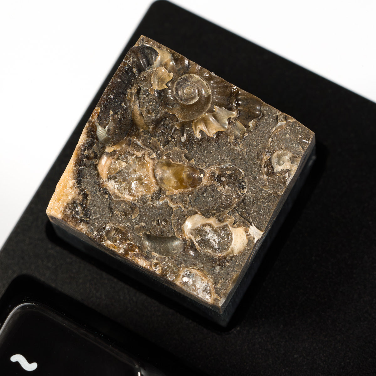 Ammonite #12