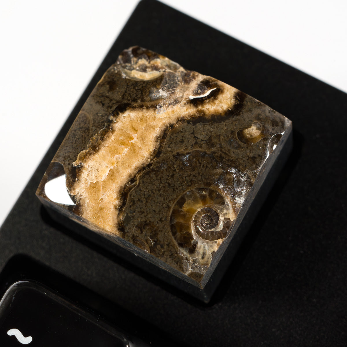 Ammonite #13
