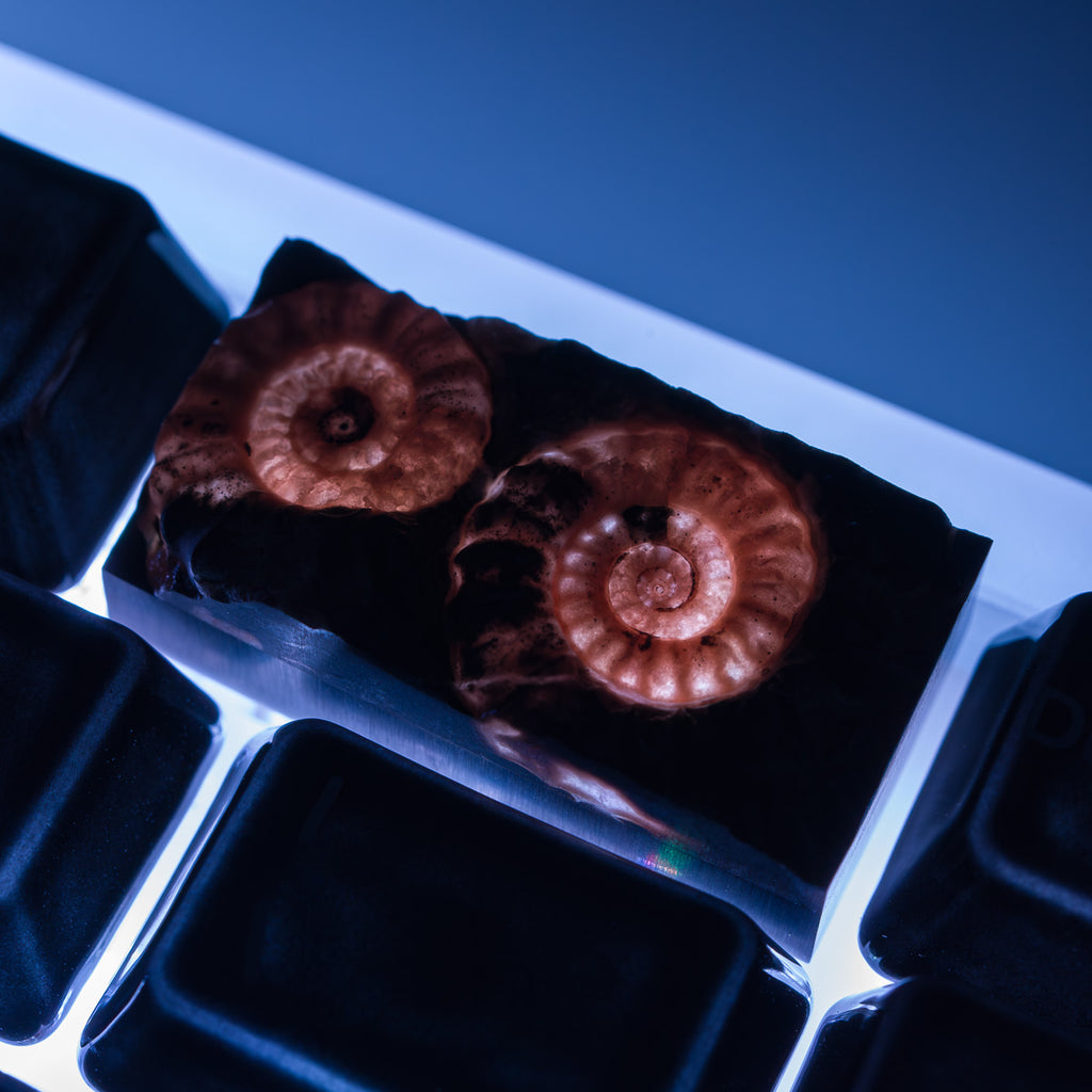 Ammonite #14