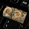 Ammonite #14