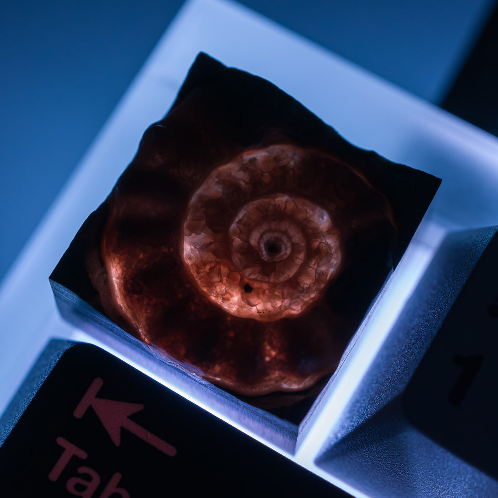 Ammonite #2