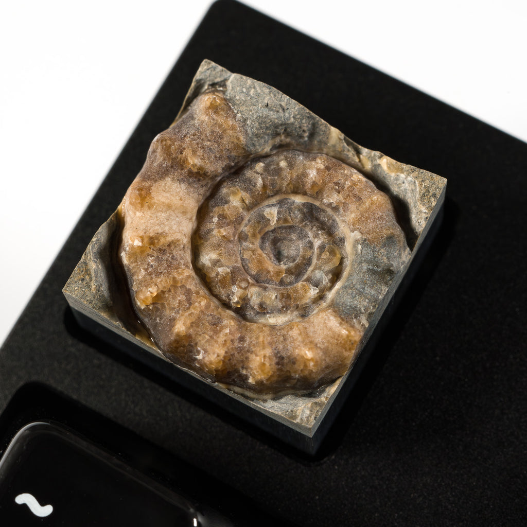 Ammonite #2