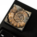 Ammonite #2