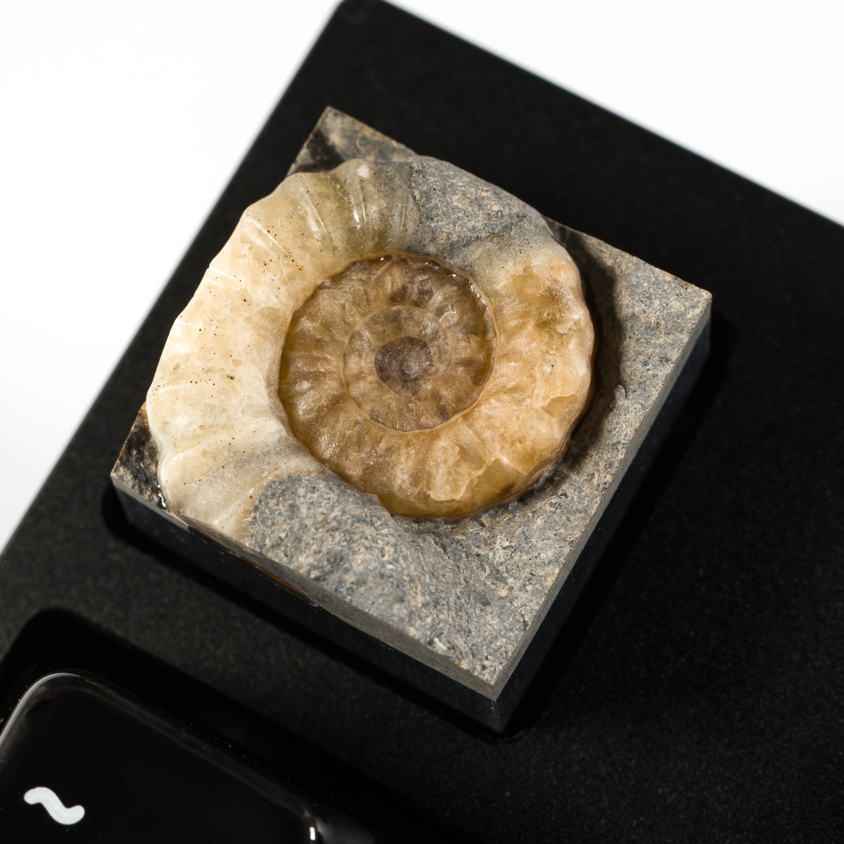 Ammonite #3