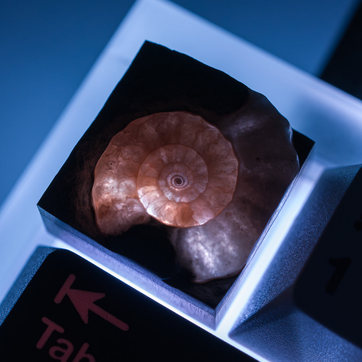 Ammonite #3