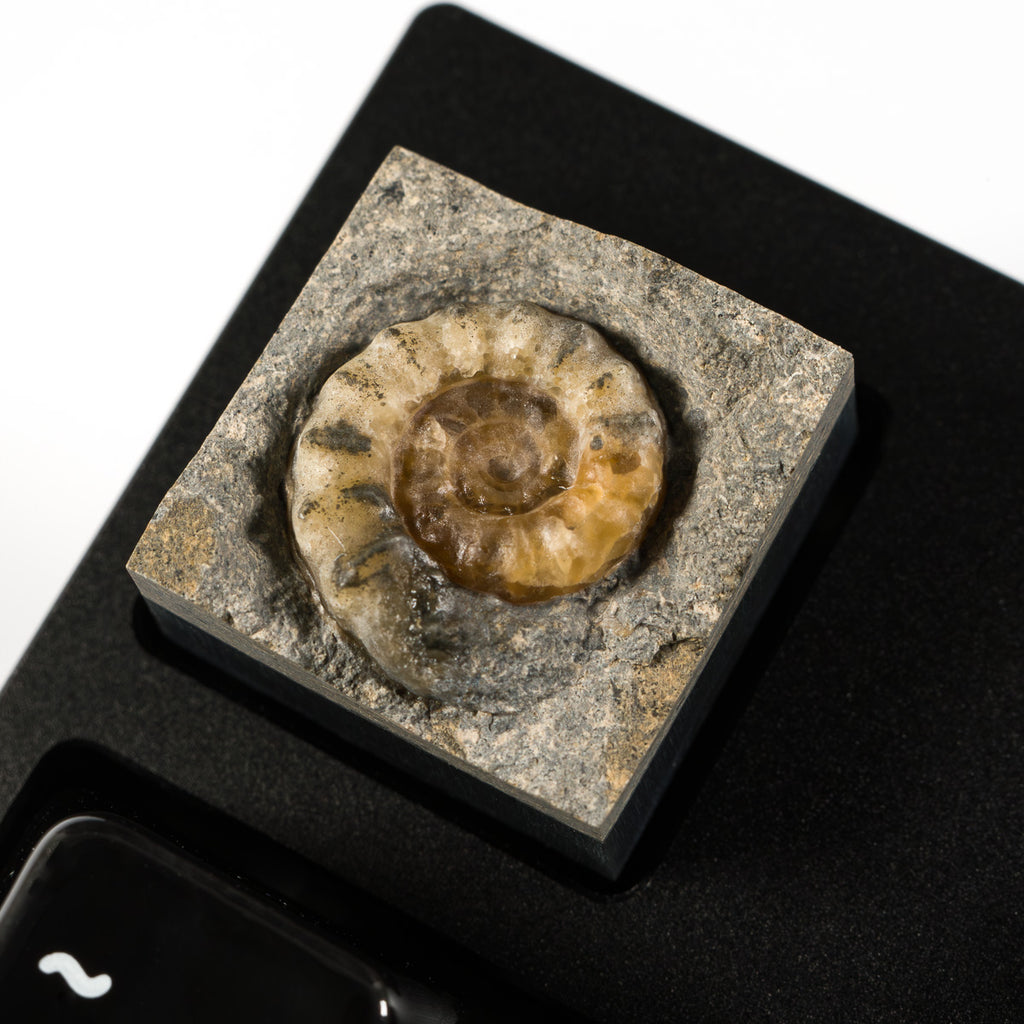 Ammonite #4