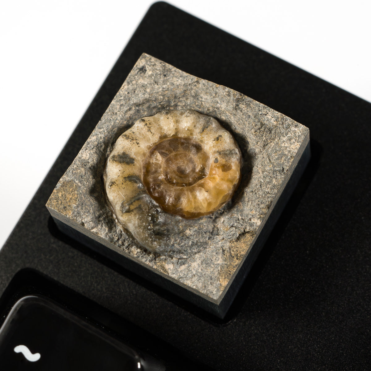 Ammonite #4