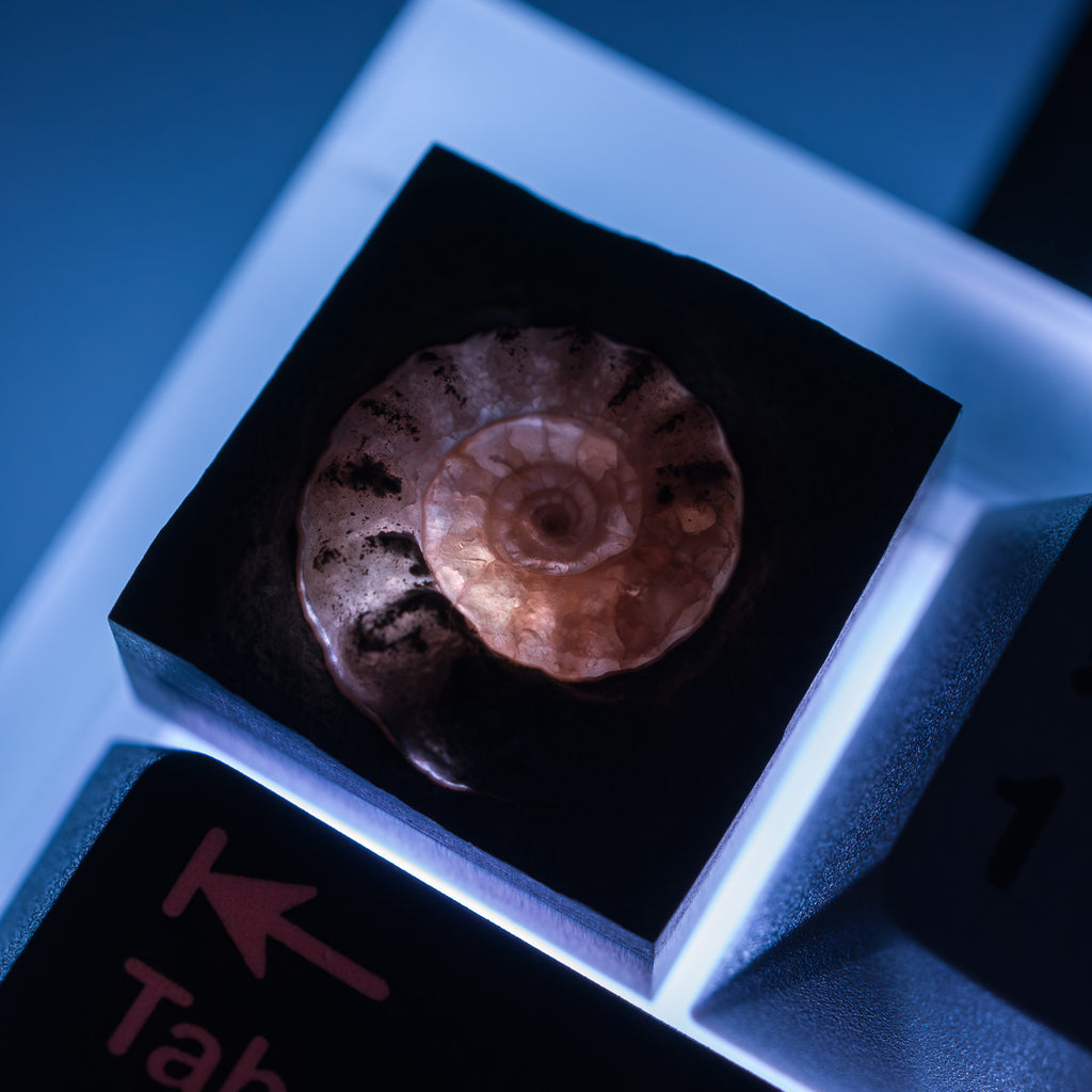Ammonite #4