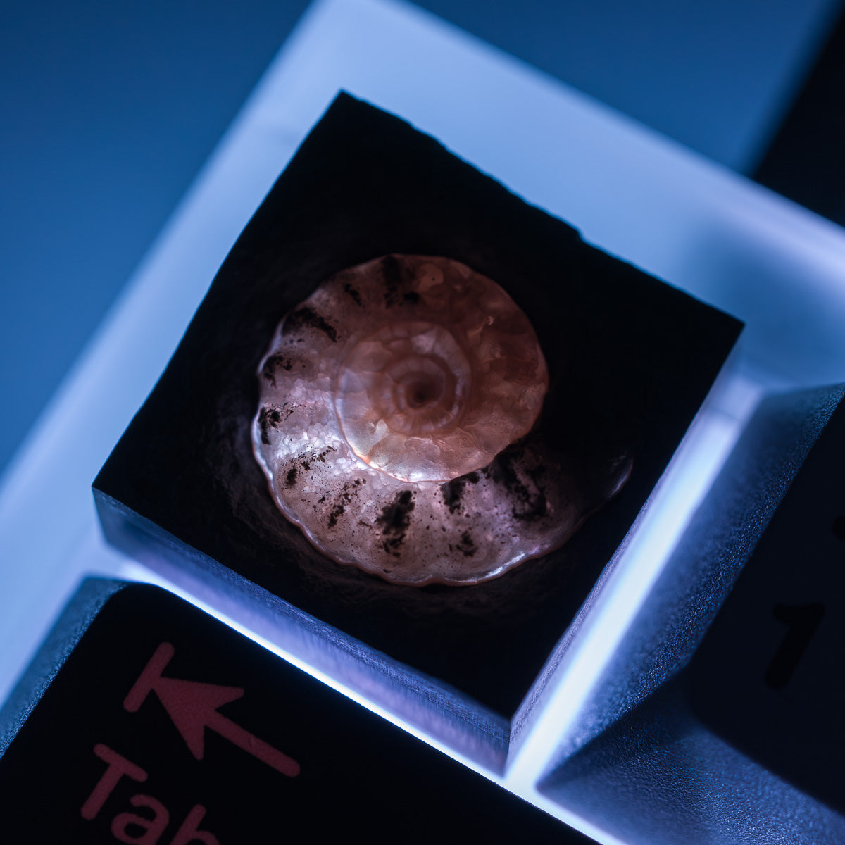 Ammonite #4