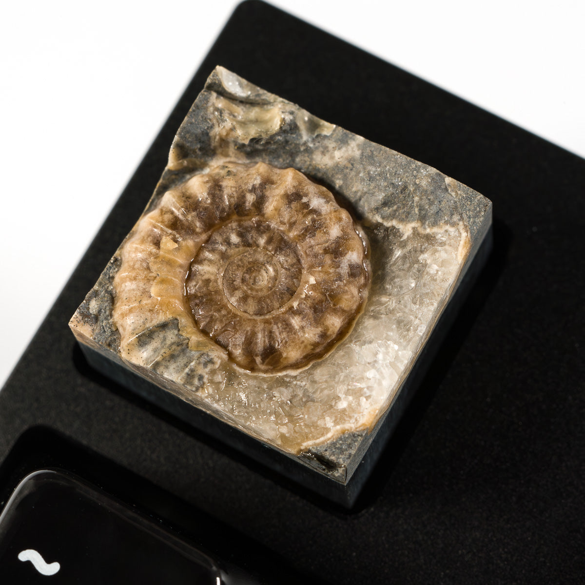 Ammonite #5