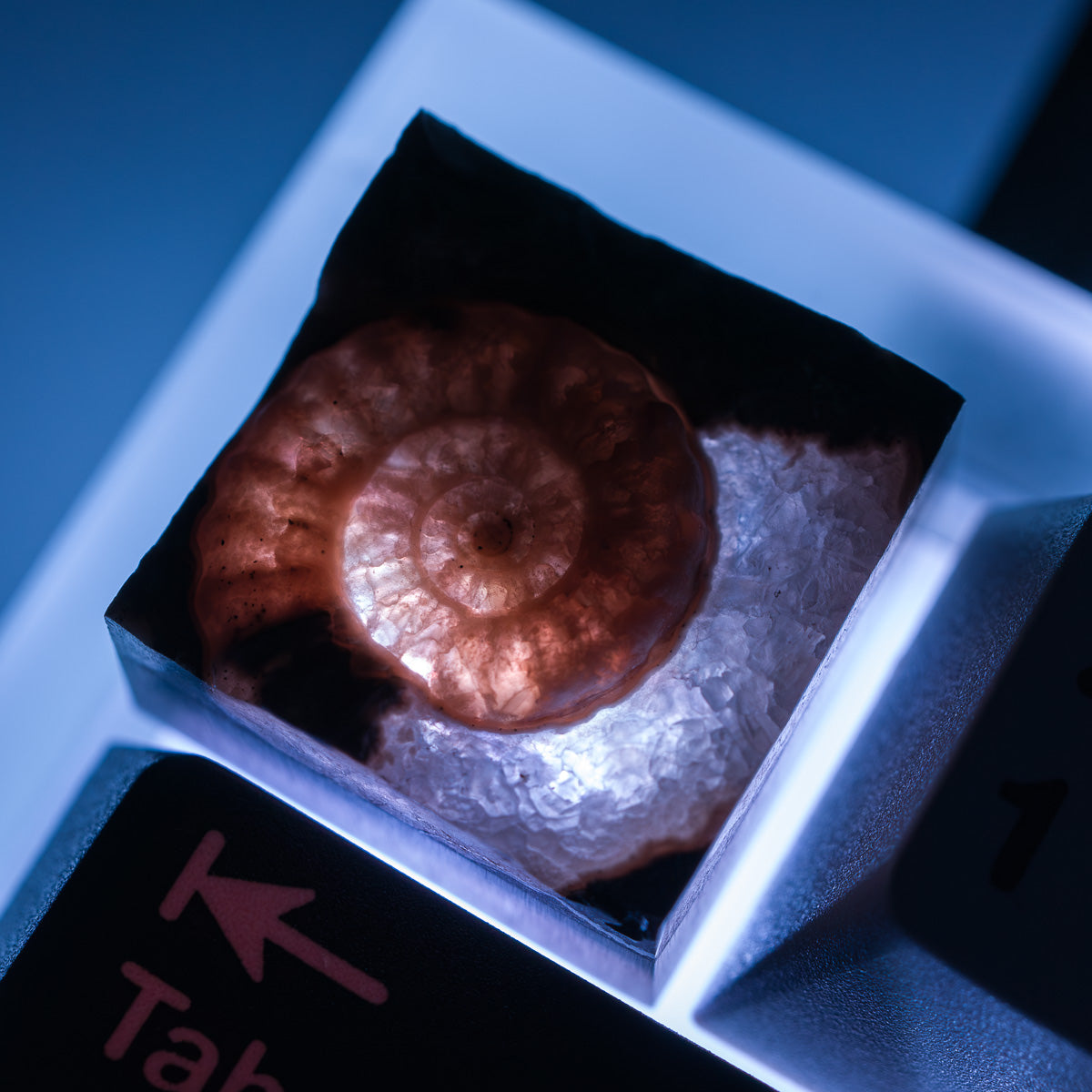 Ammonite #5