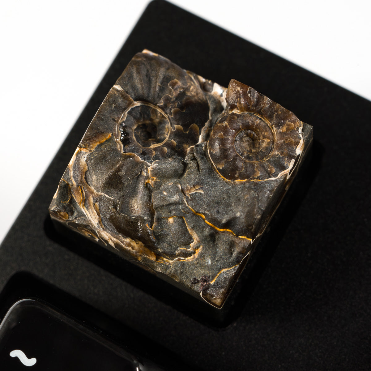 Ammonite #6