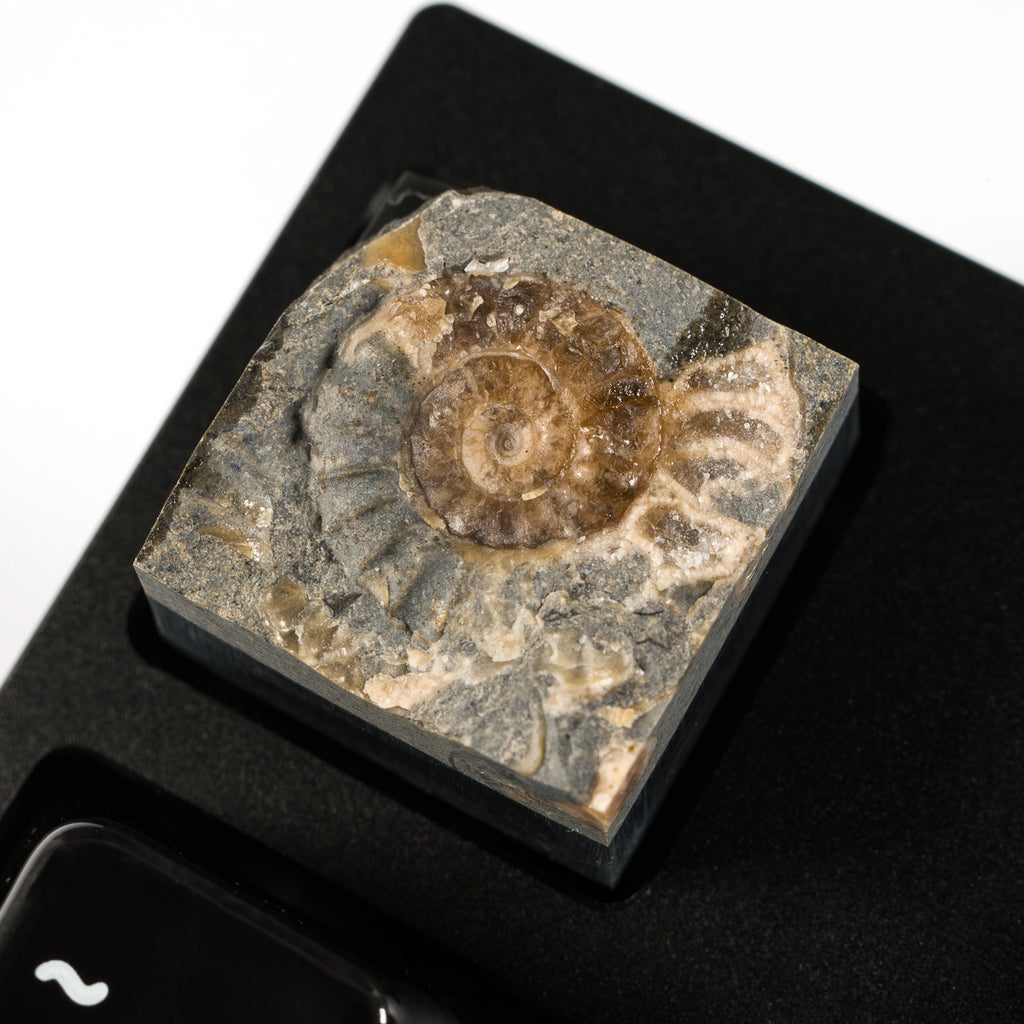 Ammonite #7