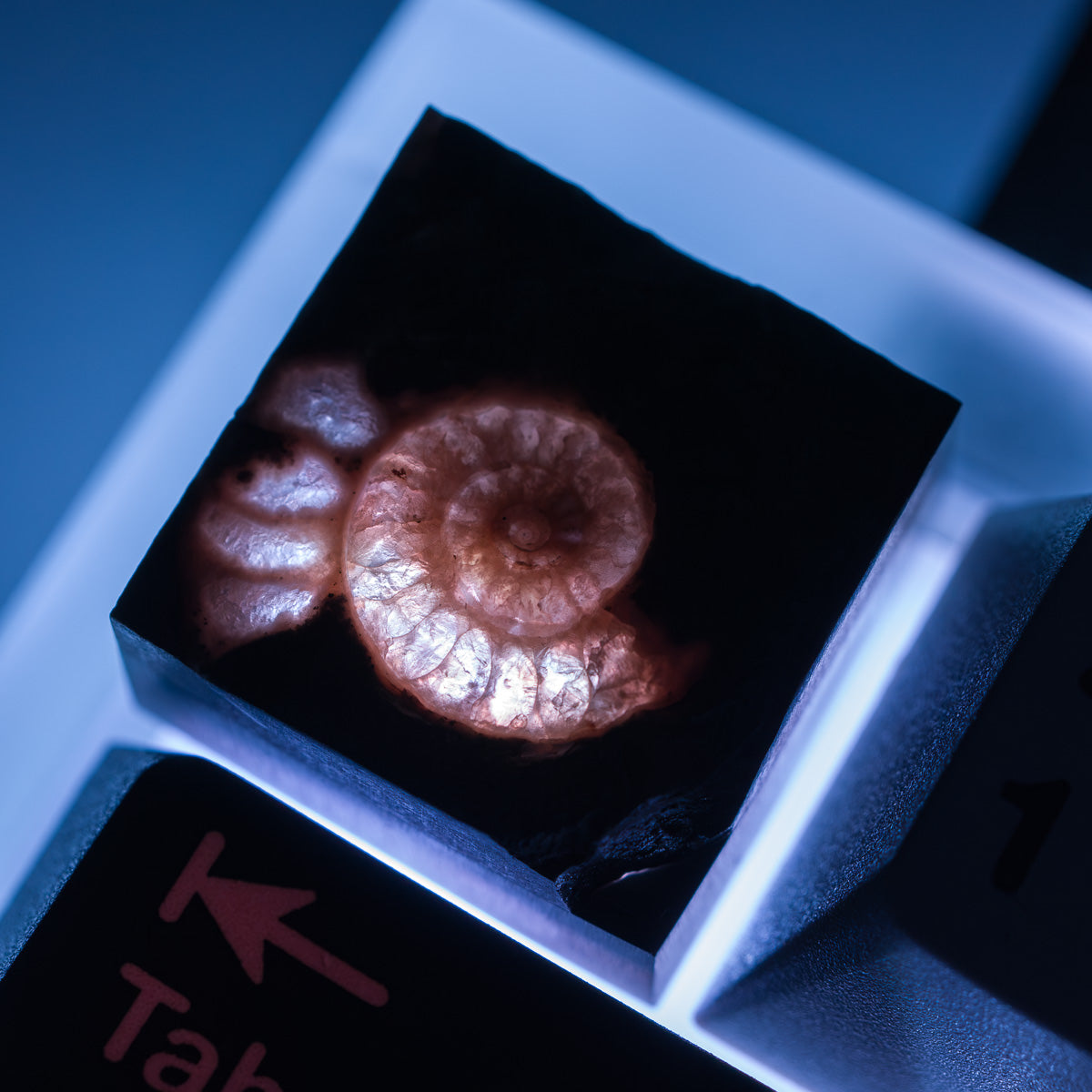 Ammonite #7