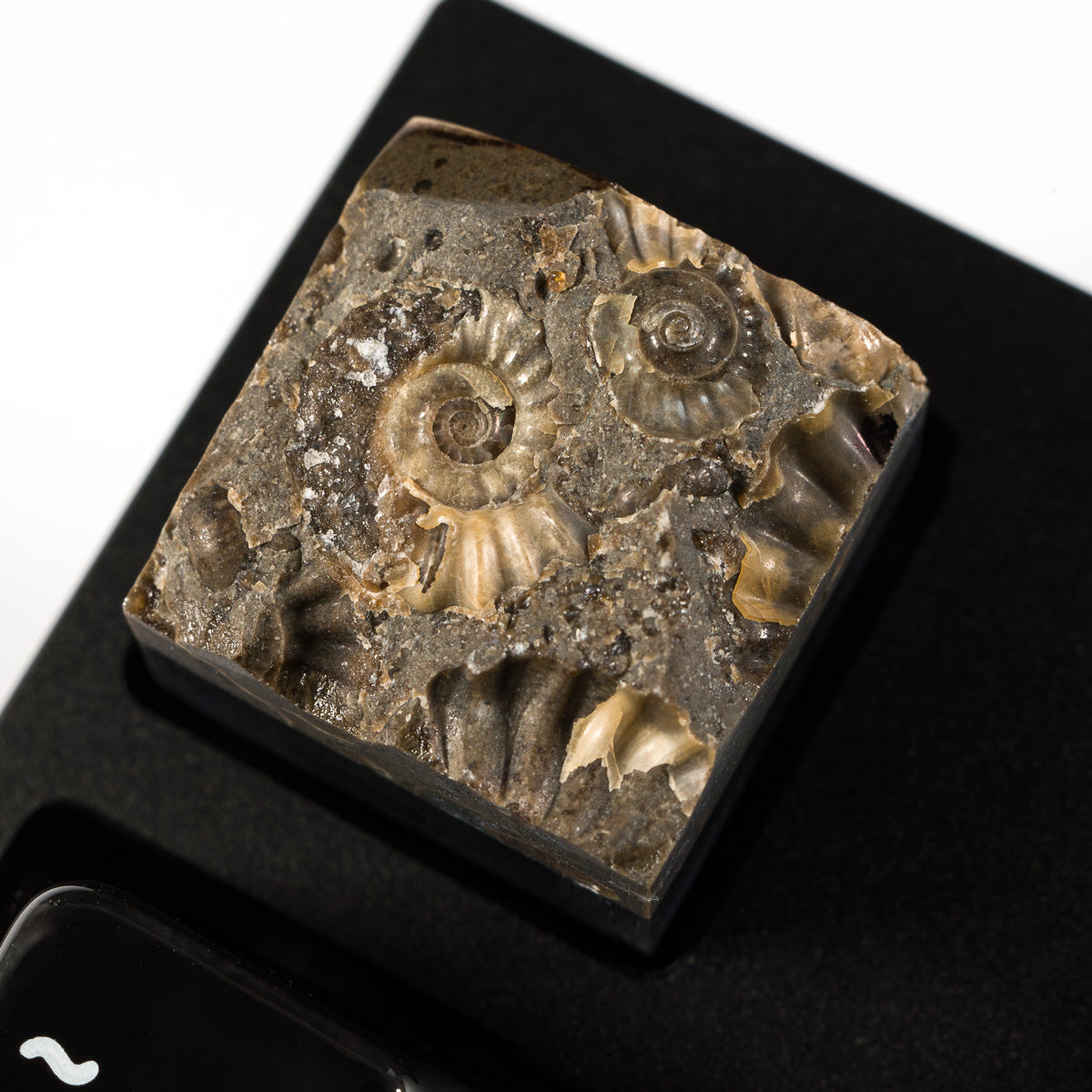Ammonite #8