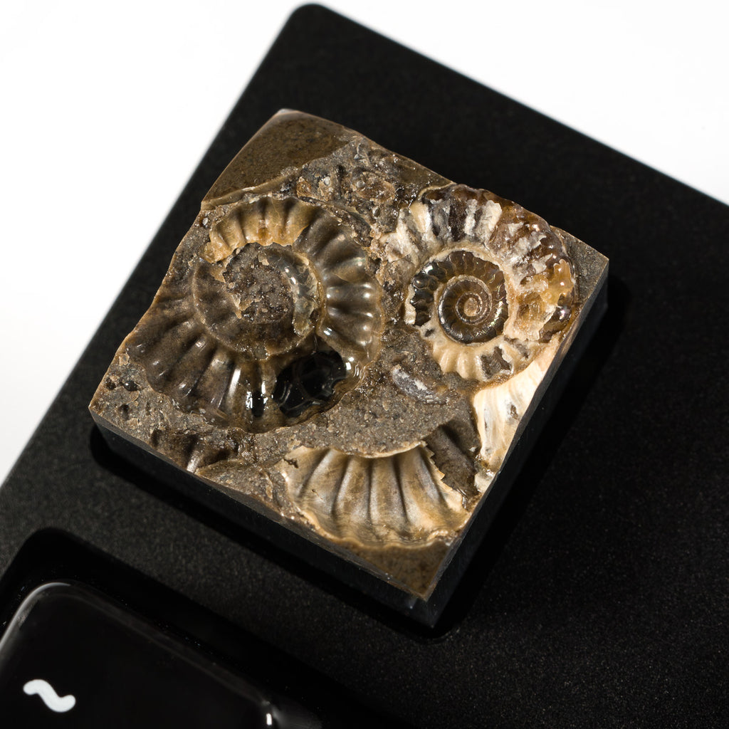 Ammonite #9