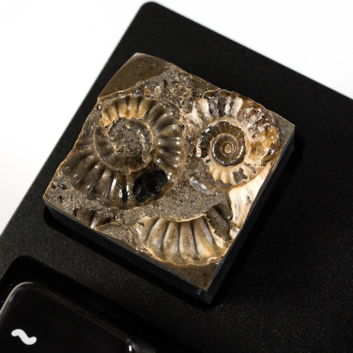 Ammonite #9