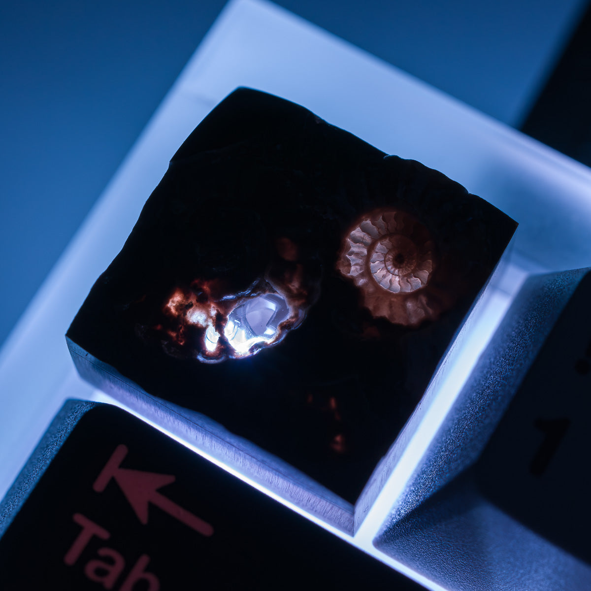 Ammonite #9