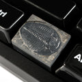 Trilobite #1