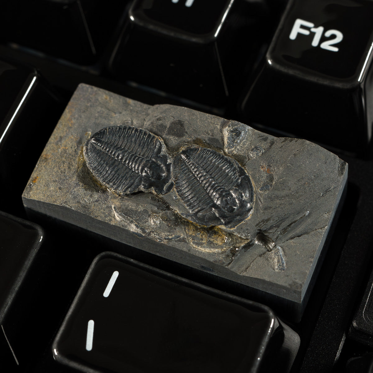 Trilobite #10