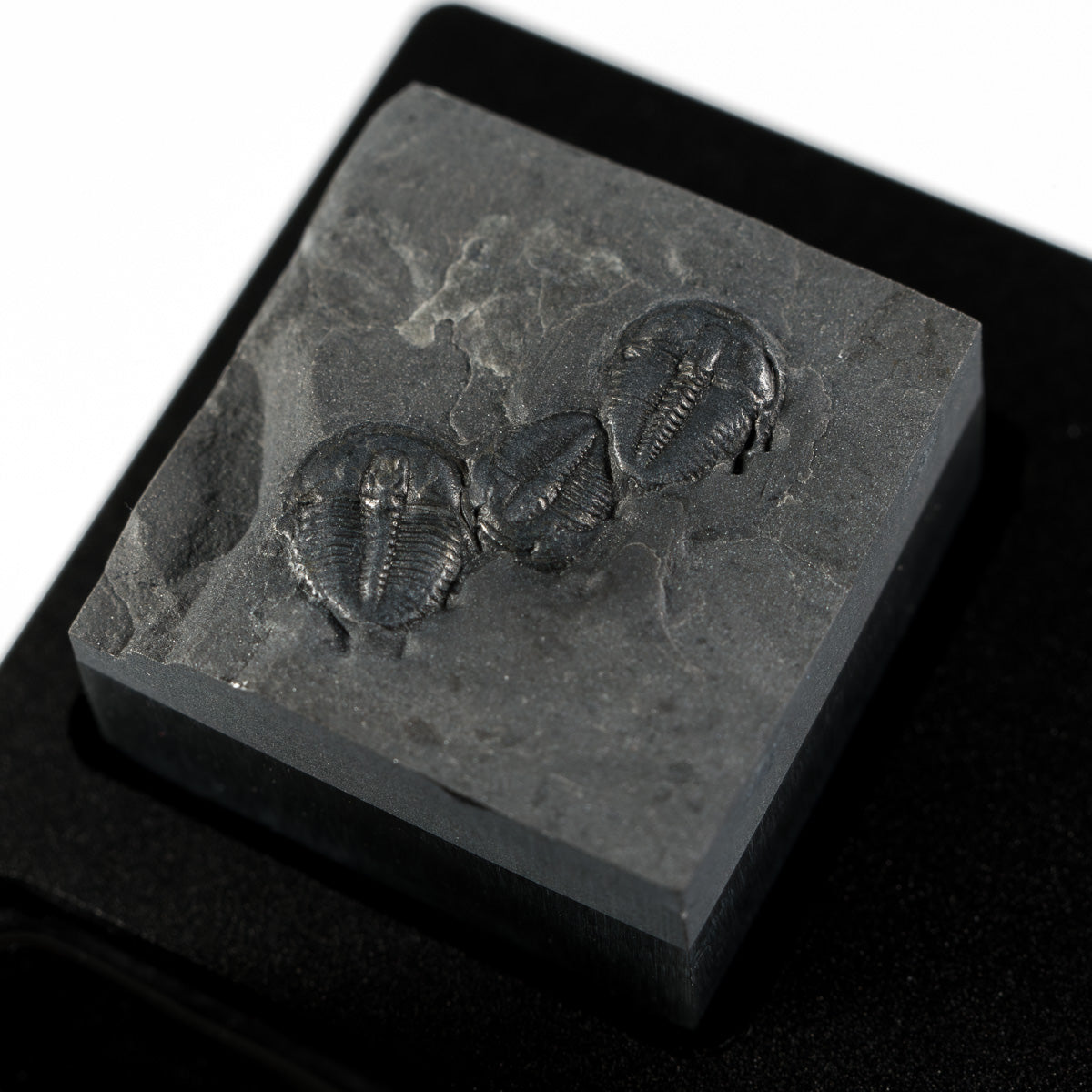 Trilobite #2