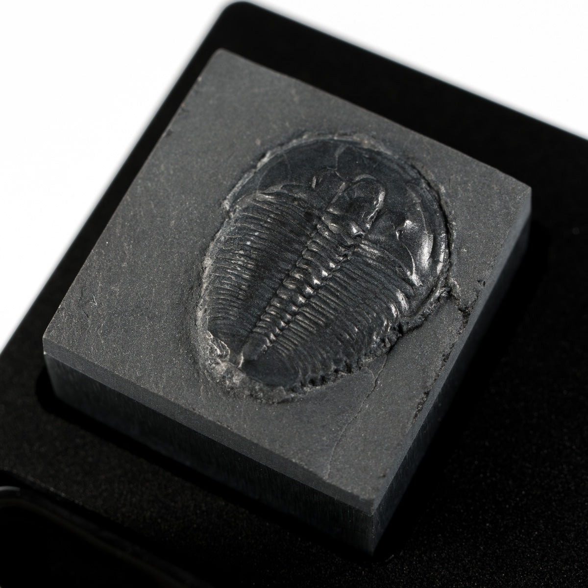 Trilobite #3