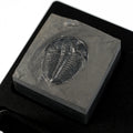 Trilobite #4