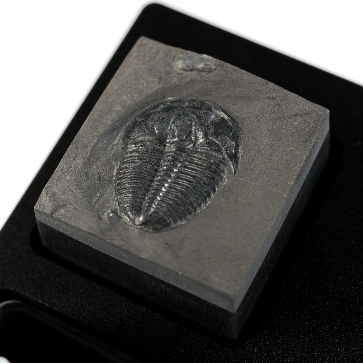 Trilobite #4