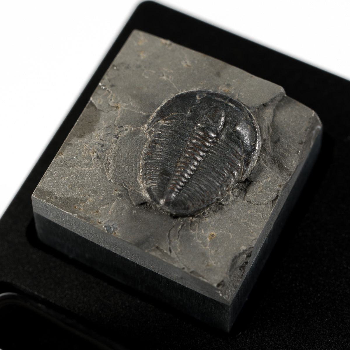 Trilobite #5
