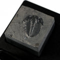 Trilobite #6