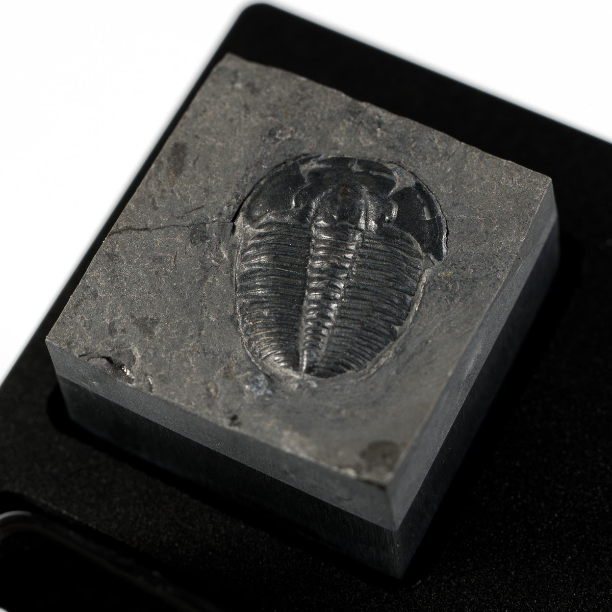 Trilobite #6