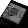 Trilobite #7