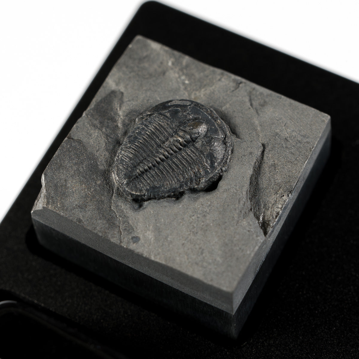 Trilobite #7