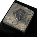 Trilobite #8