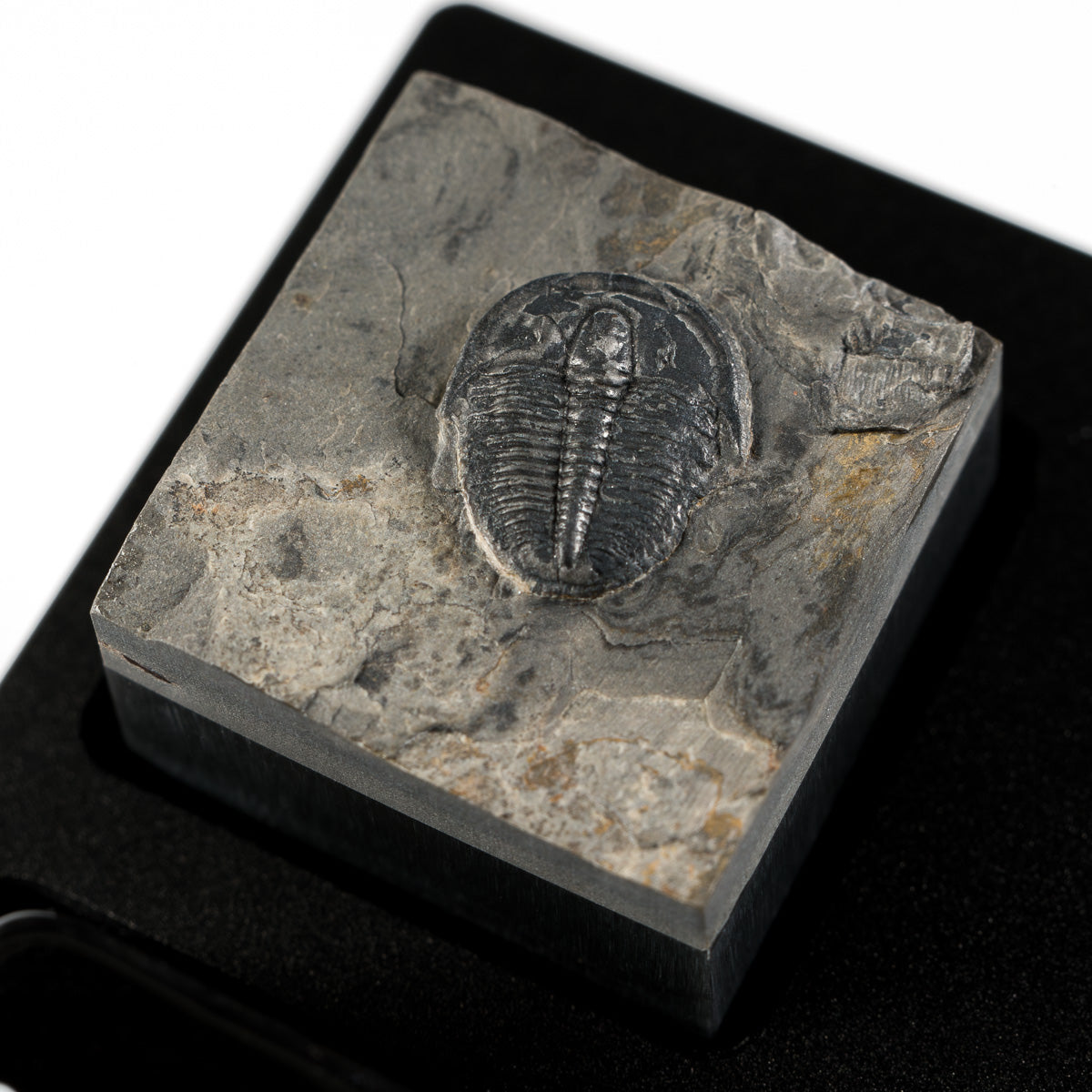 Trilobite #8