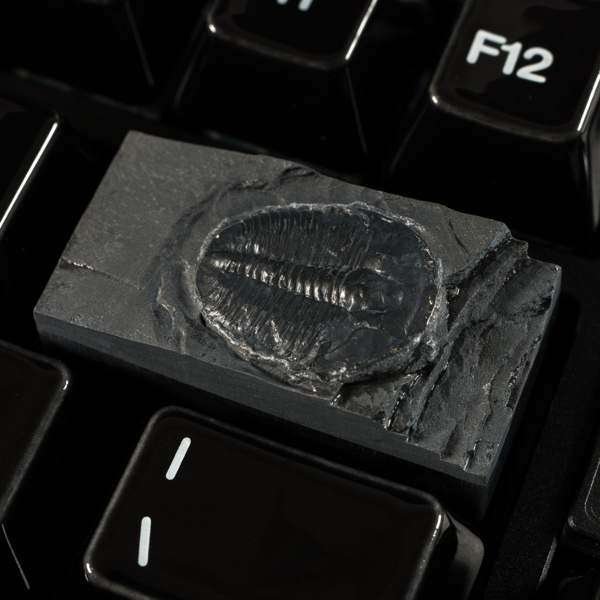 Trilobite #9