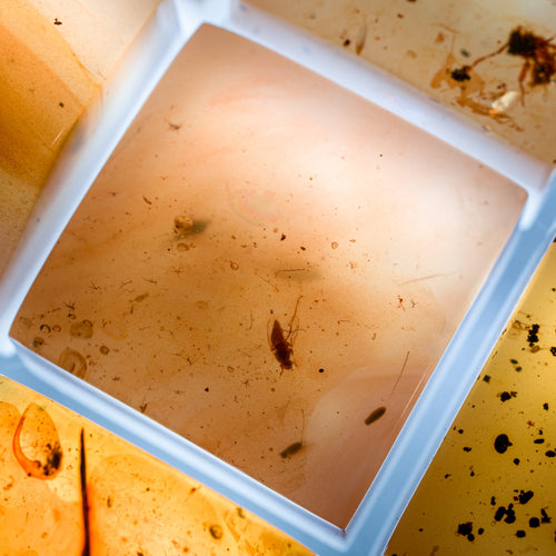 Amber #14 image 1