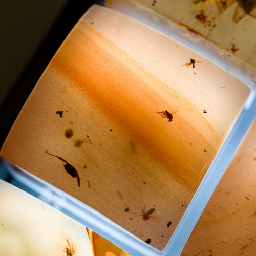 Amber #13 image 1