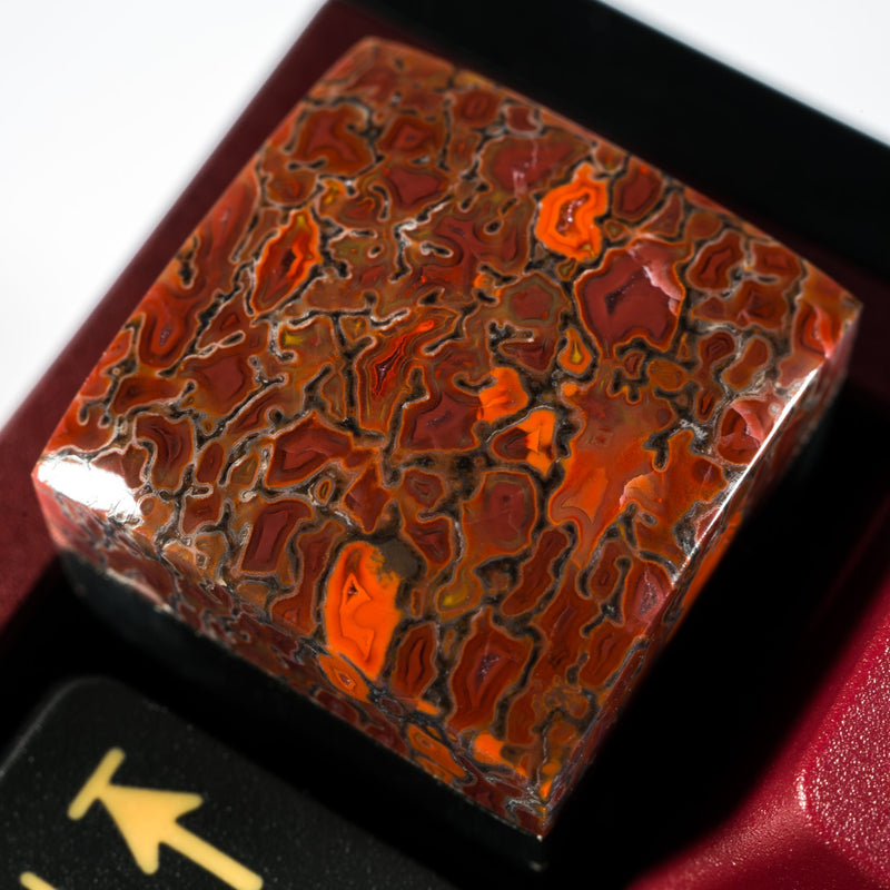 Dinosaur Bone #3 (Silver Inlay) image 0