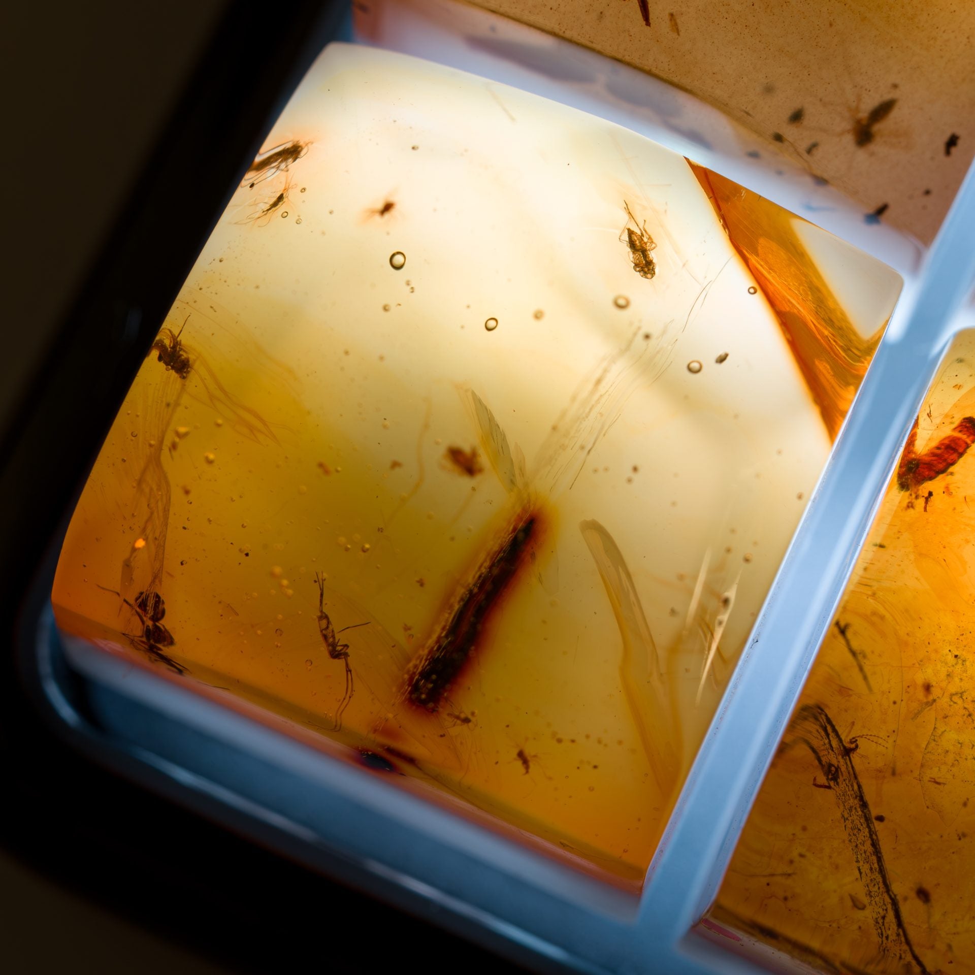 Amber #16 image 1